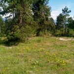 Forest land for sale